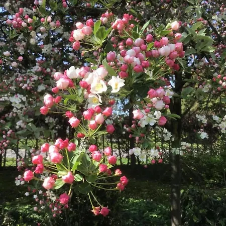 In Netherlands By Scenic Pond Шале